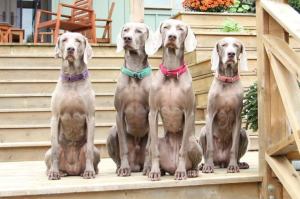 Fall 2012 Weims