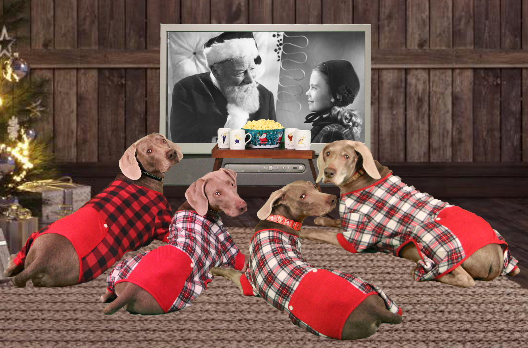 Holiday Photos Through the Years – Ashbrooke Weimaraners